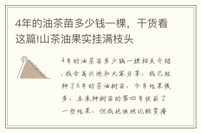 4年的油茶苗多少钱一棵,干货看这篇!山茶油果实挂满枝头