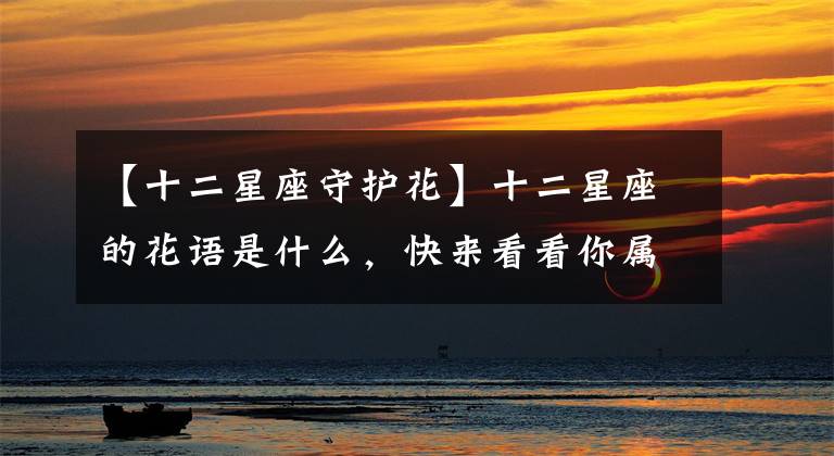 【十二星座守护花】十二星座的花语是什么,快来看看你属于什么花?