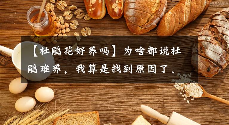 【杜鹃花好养吗】为啥都说杜鹃难养，我算是找到原因了，4个方法对症下药