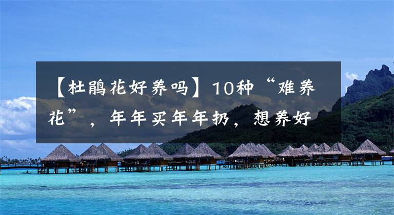 【杜鹃花好养吗】10种“难养花”，年年买年年扔，想养好它们，真的太难了