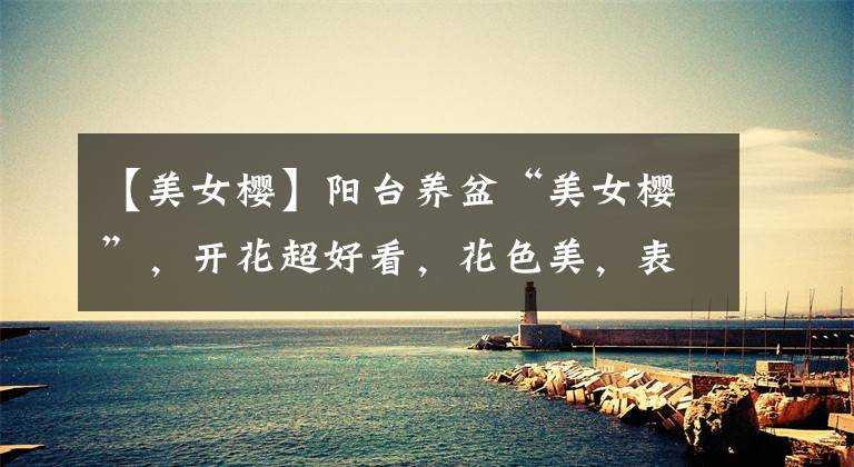 【美女樱】阳台养盆“美女樱”,开花超好看,花色美,表现优秀天天“开花”