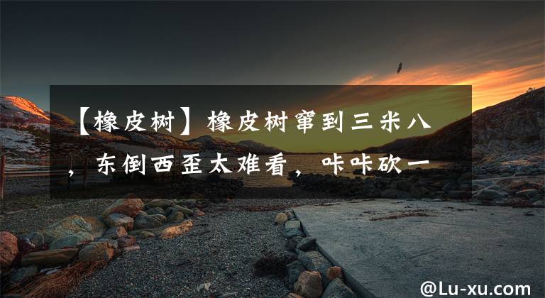 【橡皮树】橡皮树窜到三米八,东倒西歪太难看,咔咔砍一刀,枝繁叶茂变老桩