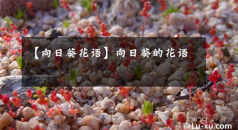 【向日葵花语】向日葵的花语