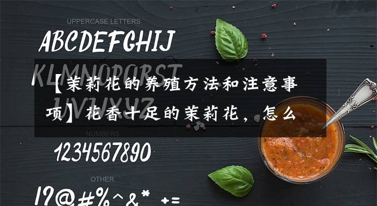 【茉莉花的养殖方法和注意事项】花香十足的茉莉花,怎么才能养好?有“5件事”要注意