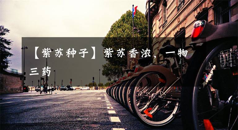 【紫苏种子】紫苏香浓，一物三药