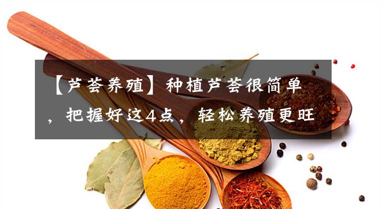 【芦荟养殖】种植芦荟很简单,把握好这4点,轻松养殖更旺盛