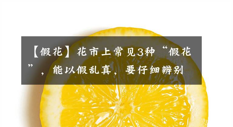 【假花】花市上常见3种“假花”,能以假乱真,要仔细辨别