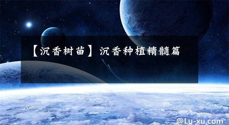 【沉香树苗】沉香种植精髓篇