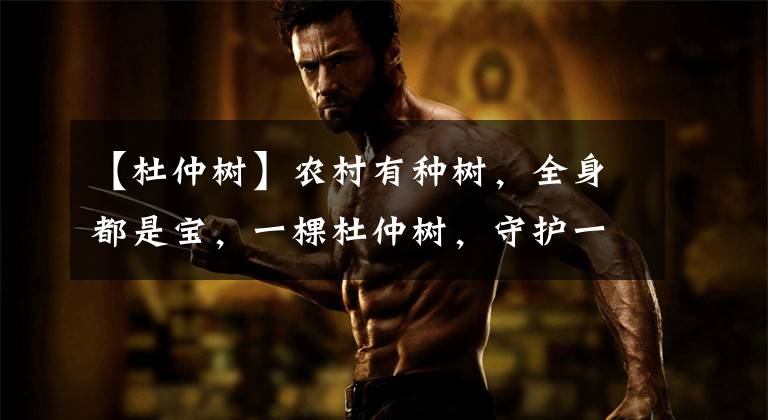 【杜仲树】农村有种树,全身都是宝,一棵杜仲树,守护一方人!