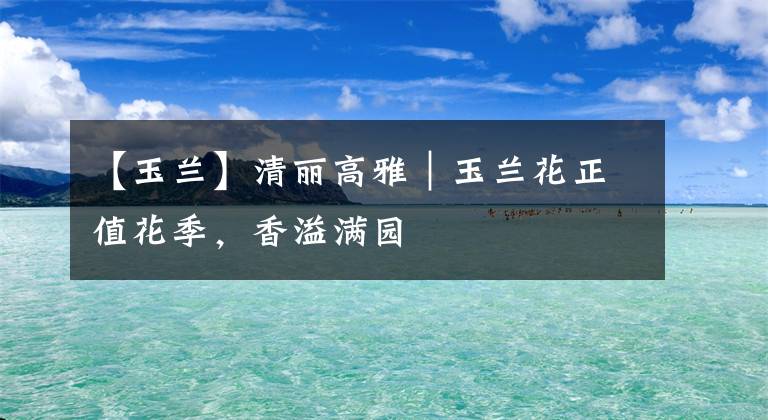 【玉兰】清丽高雅｜玉兰花正值花季，香溢满园