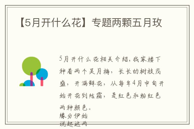【5月开什么花】专题两颗五月玫