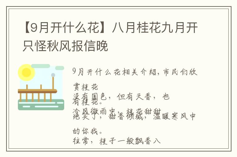 【9月开什么花】八月桂花九月开 只怪秋风报信晚