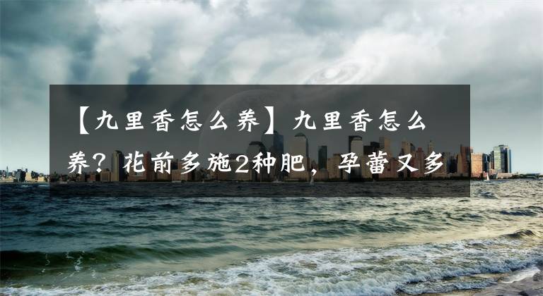 【九里香怎么养】九里香怎么养?花前多施2种肥,孕蕾又多又饱满,一夜花开香九里