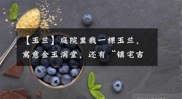 【玉兰】庭院里栽一棵玉兰,寓意金玉满堂,还有“镇宅吉利”好兆头