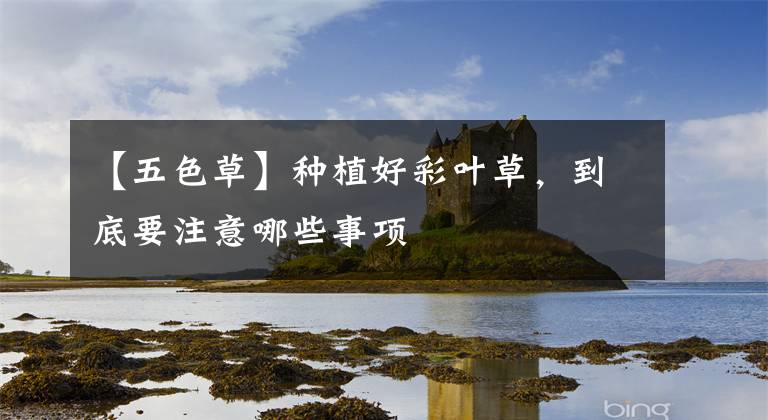 【五色草】种植好彩叶草，到底要注意哪些事项