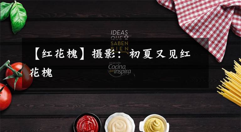 【红花槐】摄影：初夏又见红花槐