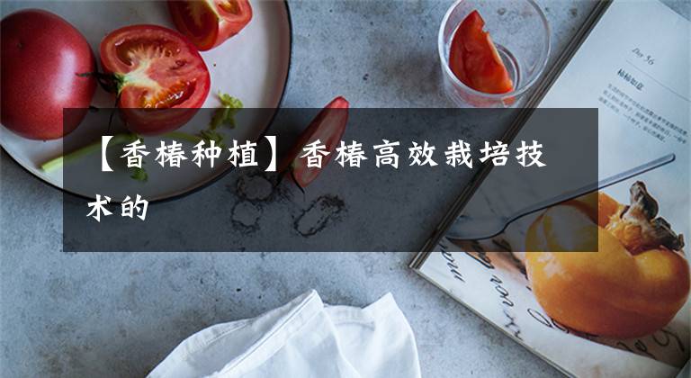 【香椿种植】香椿高效栽培技术的