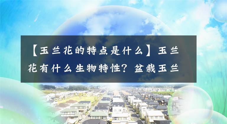 【玉兰花的特点是什么】玉兰花有什么生物特性?盆栽玉兰花花卉盆景栽培技术