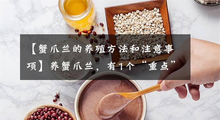 【蟹爪兰的养殖方法和注意事项】养蟹爪兰,有1个“重点”,状态好,开花更美更多,顺利过夏天