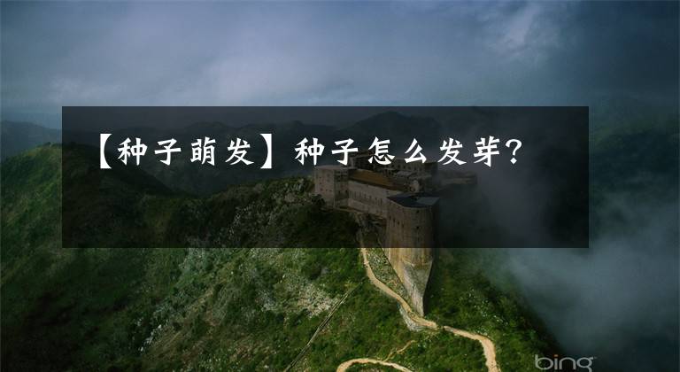 【种子萌发】种子怎么发芽？
