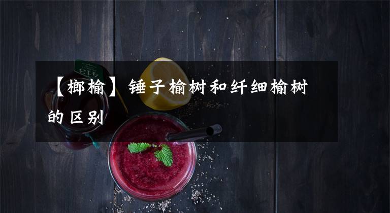 【榔榆】锤子榆树和纤细榆树的区别