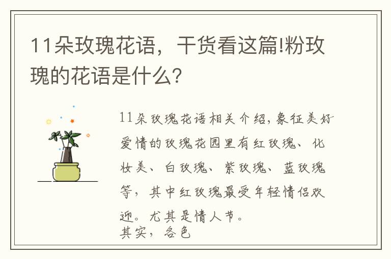 11朵玫瑰花语,干货看这篇!粉玫瑰的花语是什么?