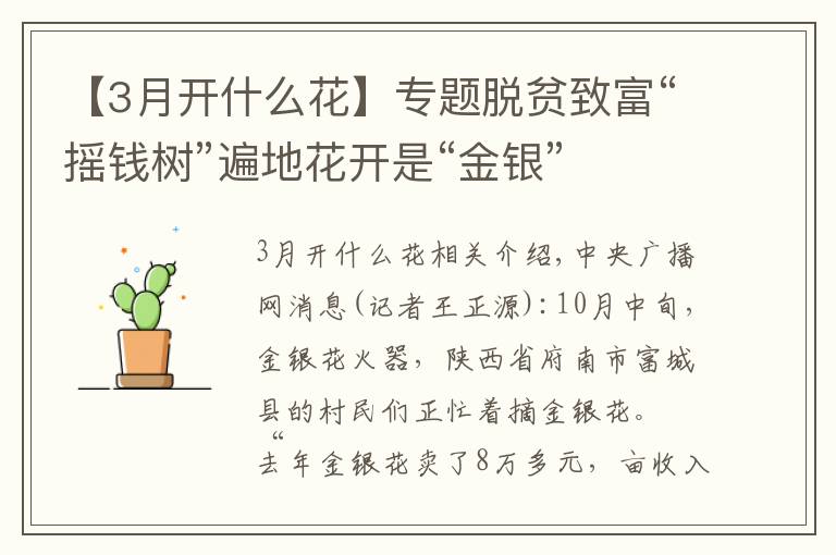 【3月开什么花】专题脱贫致富“摇钱树”遍地花开是“金银”