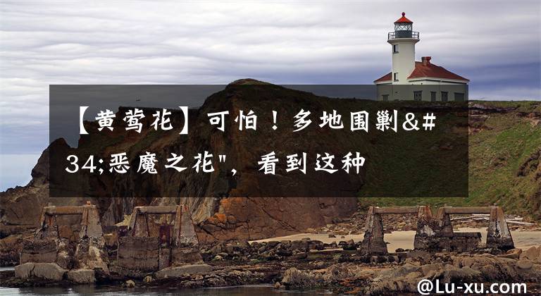 【黄莺花】可怕！多地围剿"恶魔之花"，看到这种花请立刻上报