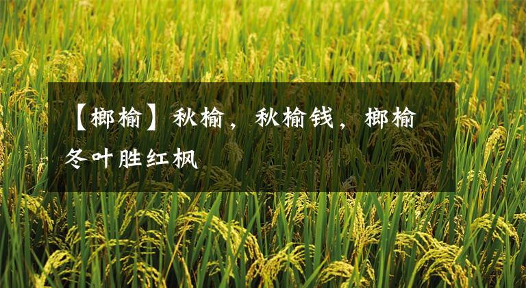 【榔榆】秋榆,秋榆钱,榔榆冬叶胜红枫