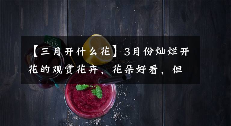 【三月开什么花】3月份灿烂开花的观赏花卉,花朵好看,但并非每一种都适合你