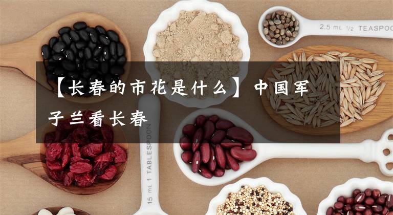【长春的市花是什么】中国军子兰看长春