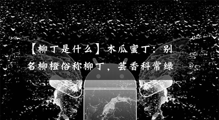 【柳丁是什么】木瓜蜜丁：别名柳橙俗称柳丁，芸香科常绿小乔木