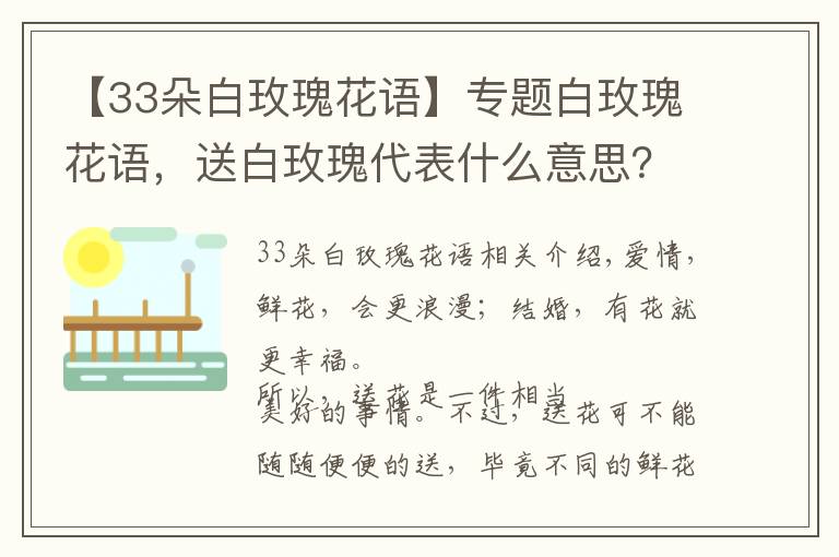 【33朵白玫瑰花语】专题白玫瑰花语,送白玫瑰代表什么意思?