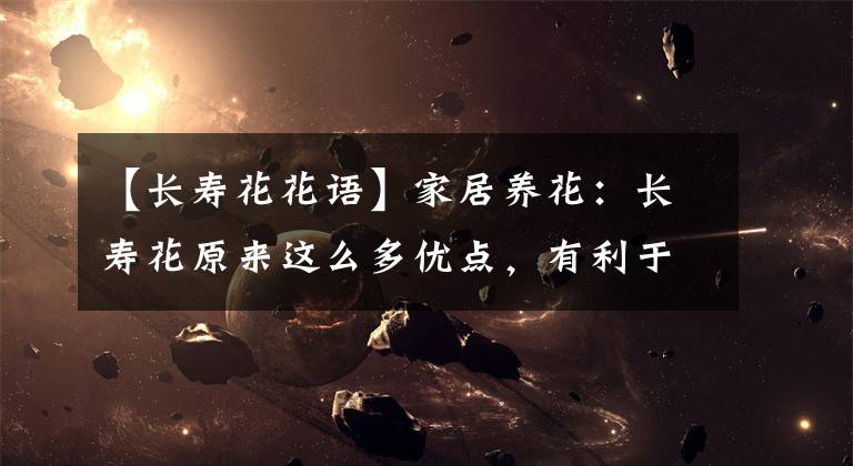 【长寿花花语】家居养花:长寿花原来这么多优点,有利于家人健康长寿!