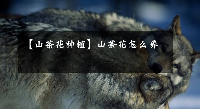 【山茶花种植】山茶花怎么养