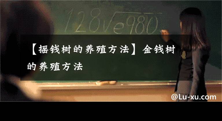 【摇钱树的养殖方法】金钱树的养殖方法
