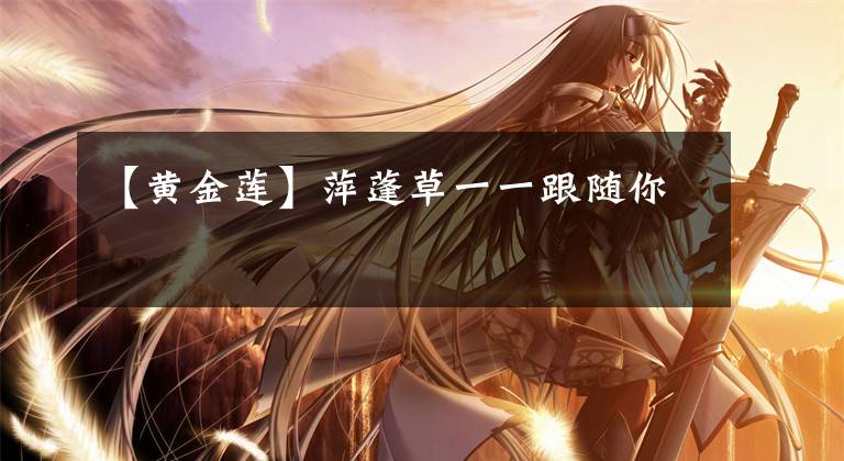 【黄金莲】萍蓬草一一跟随你