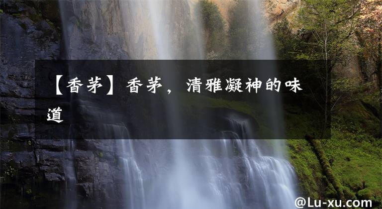 【香茅】香茅,清雅凝神的味道