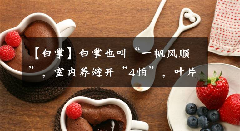 【白掌】白掌也叫“一帆风顺”,室内养避开“4怕”,叶片油绿,年年开花