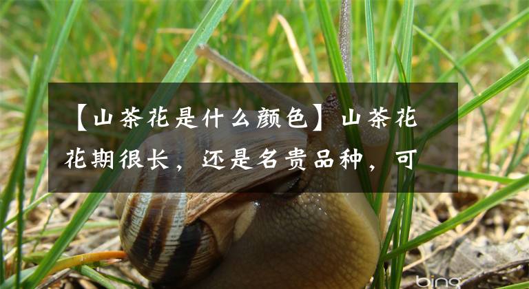 【山茶花是什么颜色】山茶花花期很长,还是名贵品种,可以家养吗