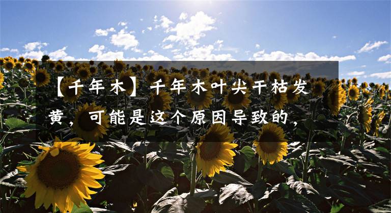 【千年木】千年木叶尖干枯发黄,可能是这个原因导致的,找到应对方法很重要