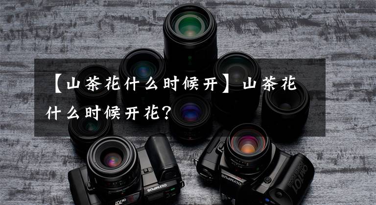 【山茶花什么时候开】山茶花什么时候开花?