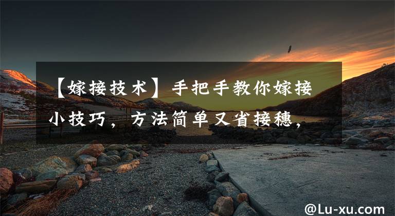 【嫁接技术】手把手教你嫁接小技巧,方法简单又省接穗,不妨来学习一下