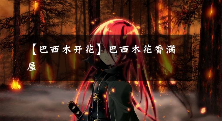 【巴西木开花】巴西木花香满屋