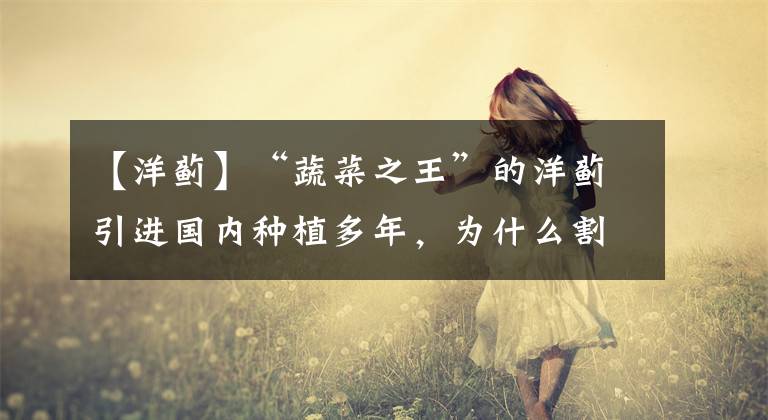 【洋蓟】“蔬菜之王”的洋蓟引进国内种植多年,为什么割不了智商税?