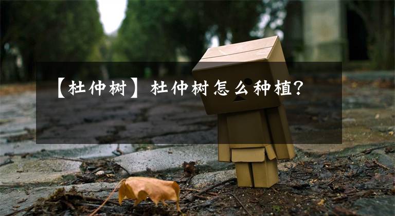 【杜仲树】杜仲树怎么种植?