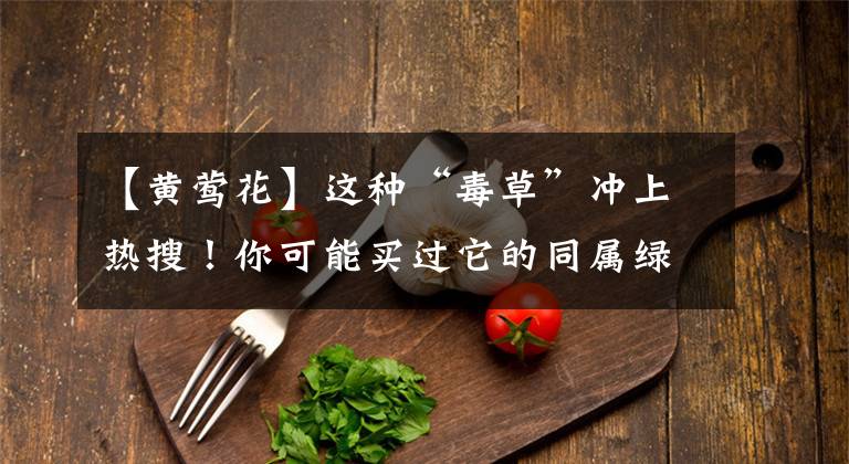 【黄莺花】这种“毒草”冲上热搜！你可能买过它的同属绿植，专家建议