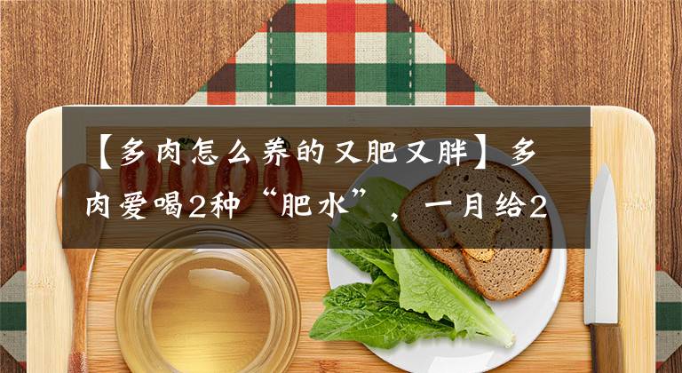 【多肉怎么养的又肥又胖】多肉爱喝2种“肥水”,一月给2次,叶子胖嘟嘟,养成“小胖墩”