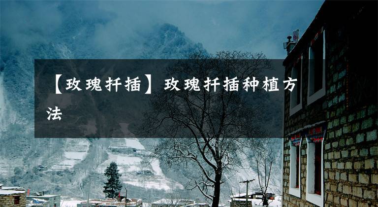 【玫瑰扦插】玫瑰扦插种植方法