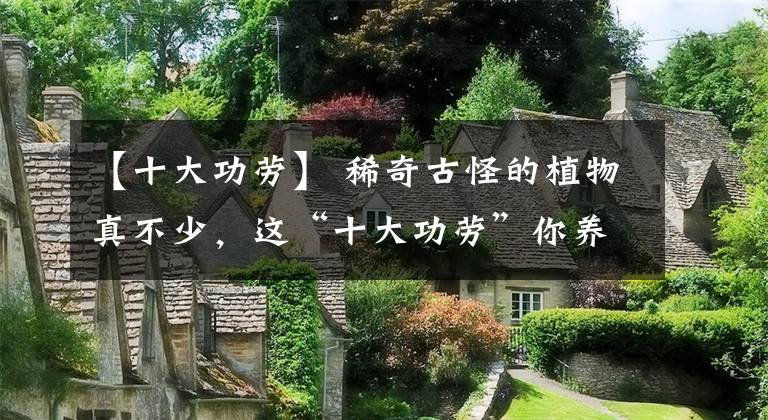 【十大功劳】 稀奇古怪的植物真不少，这“十大功劳”你养过吗，太稀奇了